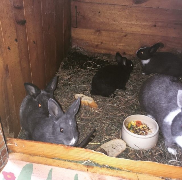 Zwergkaninchen 10 Euro VB - Hasen Kaninchen - Damme