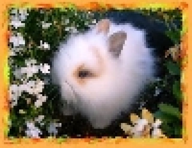 Teddyzwergkaninchen - Hasen Kaninchen - 