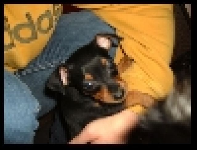 Zwerg-Pinscher 1.8. geboren - Hunde - 