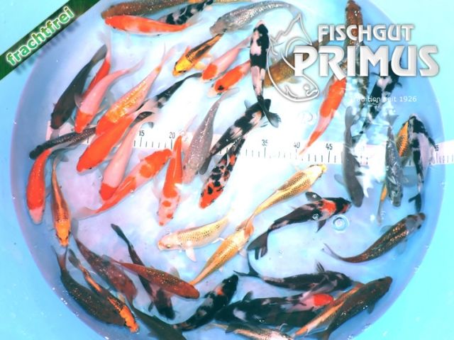 Großes Koi-Paket - Größe 15-18 cm - Fische - Iserlohn