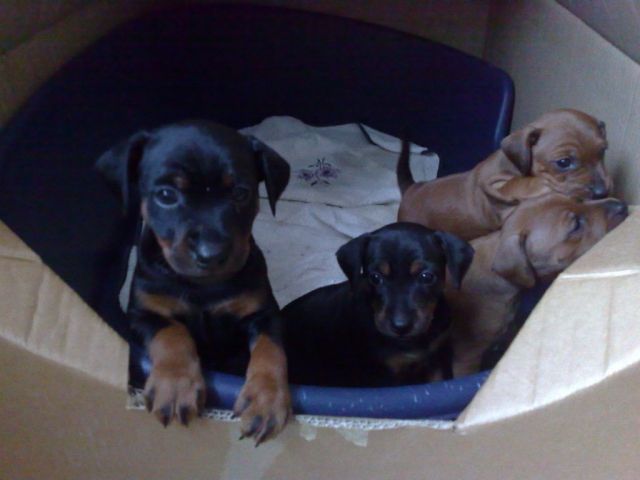 Süße reinrassige Zwergpinscherwelpin - Hunde - München