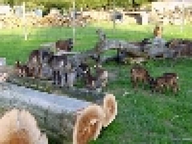 SOAY - Heidschnucken lämmer von 2006 - Sonstige Nutztiere - 