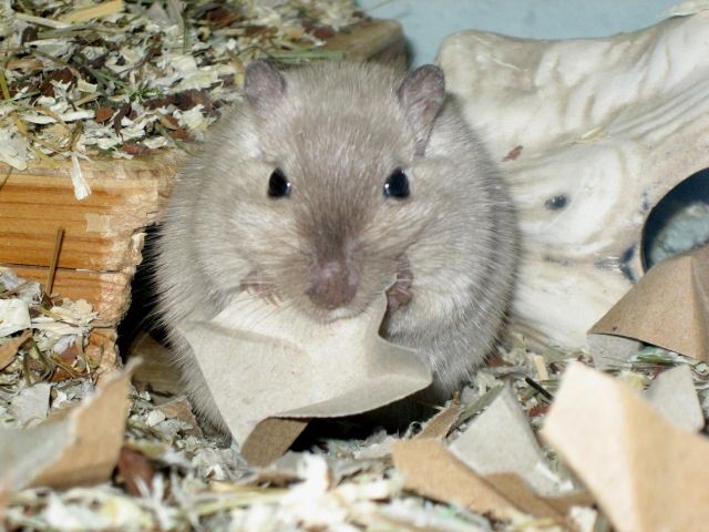 Süße Rennmäuse suchen ein neues zu Hause - Nagetiere Allgemein - Weisendorf