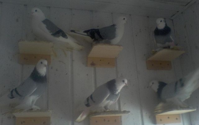 Einige männliche Tauben zu verkaufen  - Voegel - Rheda- Wiedenbrück