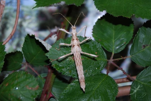 Eier von Kleiner Gespenstschrecke - Insekten - Berlin