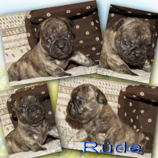 Französische Bulldoggen Welpen mit Ahnentafel -deutsche Zucht- - Hunde - Frankfurt