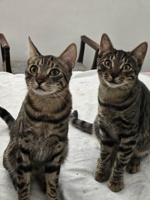 Tobi & John - ein süßes Kater-Pärchen sucht gemeinsames Zuhause - Katzen - Berlin