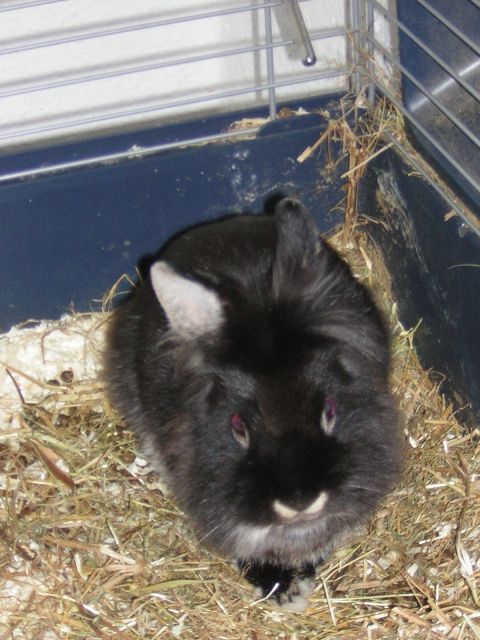 Löwenköpfchen sucht ein neues liebevolles zu Hause - Hasen Kaninchen - Dortmund