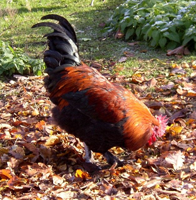 Verk. Marans, Hähne, schwarz-kupfer - Nutztiere - Rochau