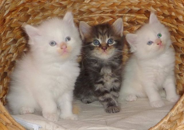 6 Main Coon Kätzchen suchen liebevolles Zuhause - Katzen - Bad Windsheim