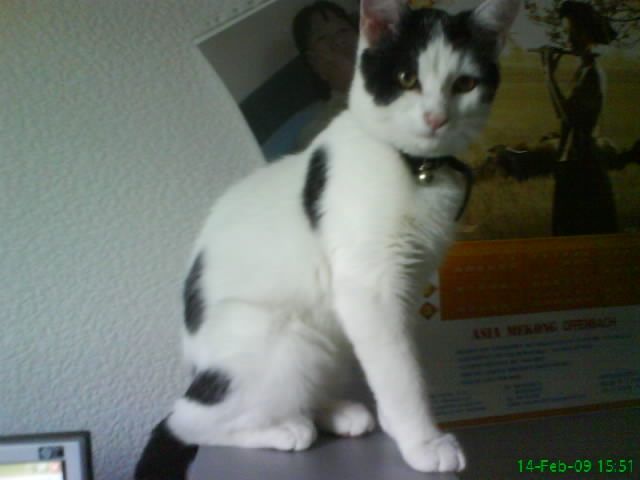 KATER ENTLAUFEN  - Entlaufen Zugelaufen - Biblis