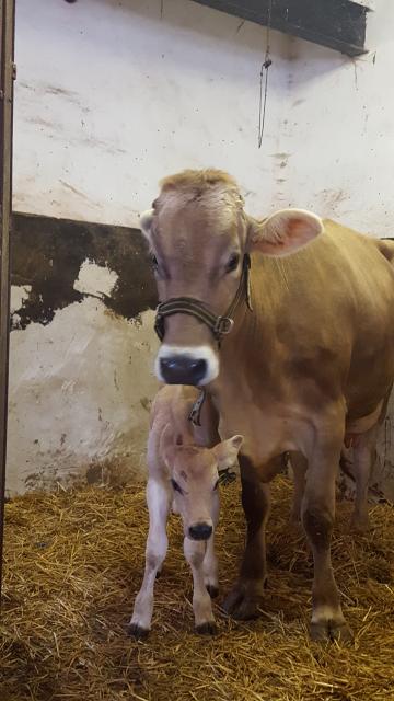 Braunviehkuhkalb 2020 - Nutztiere - Höchst Odenwald