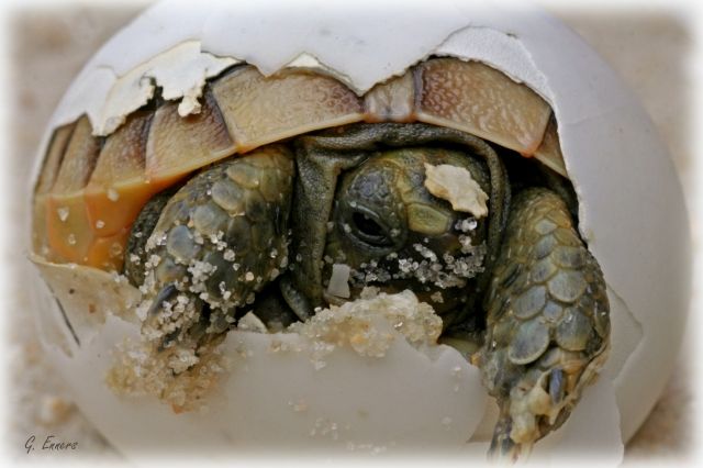 Maurische und Griechische Landschildkröten - Reptilien - Hessischer Westerwald