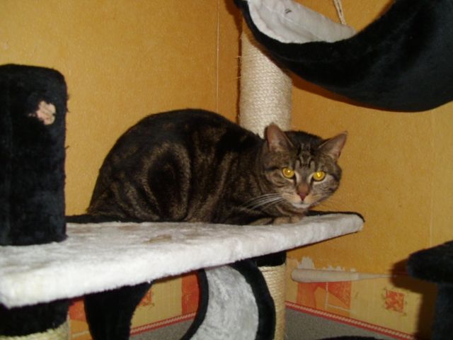 Katze Tweety - Katzen - Rösrath