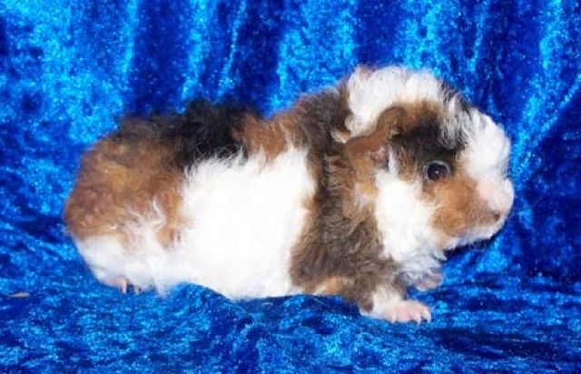 Junge Lunkarya-Rassemeerschweinchen - Meerschweinchen - Walhausen