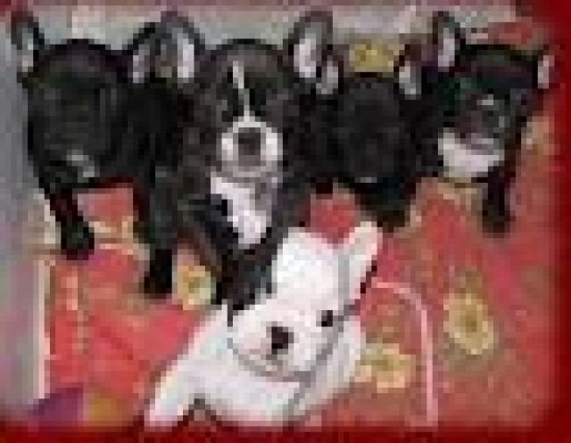 Französische Bulldog Welpen mit FCI Ahnentafel  - Hunde - Bremen