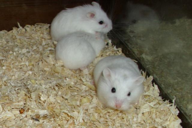 Weiße Zwerghamster abzugeben, junge Roborowski Hamster - Hamster - Moringen