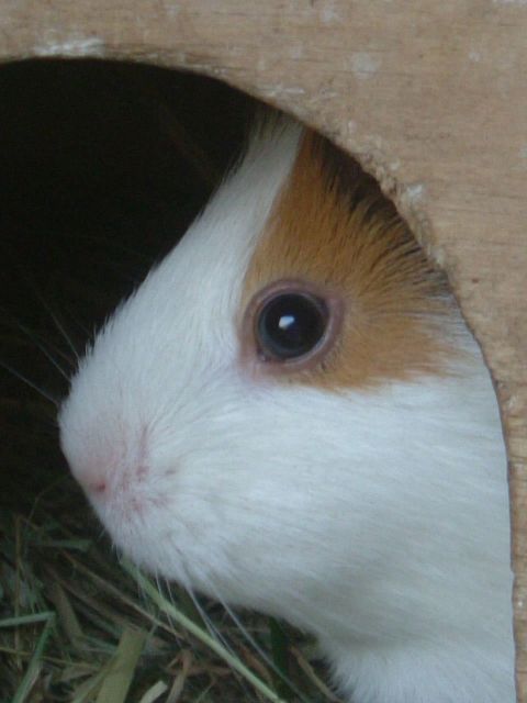 Betreuung Ihres Lieblings, auch auf Lebenszeit  - Tiere In Not - Bad Rothenfelde