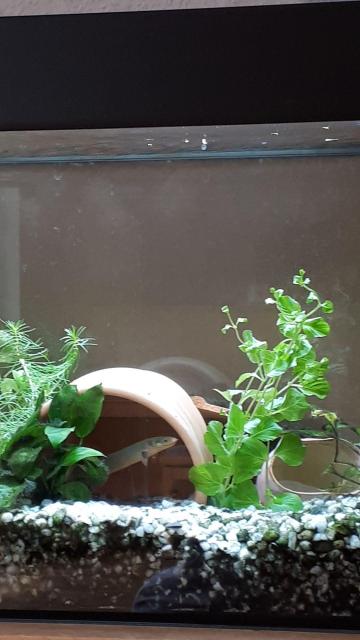 Flösselaale und Fiederbartwels - Fische - Schmitten