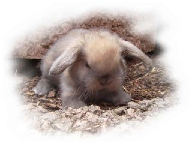 Bezaubernde, klein bleibende Miniwidderchen... - Hasen Kaninchen - Waldems-Bermbach