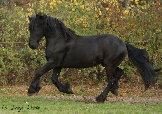 Reitbeteiligung gesucht für Friesen - Pferde - Niederzier