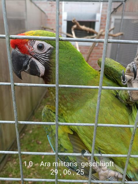 Biete 1 , 0 Kleinen Soldaten Ara von 25 an sehr zutraulich Teil Hand Aufzucht - Voegel - Rahden