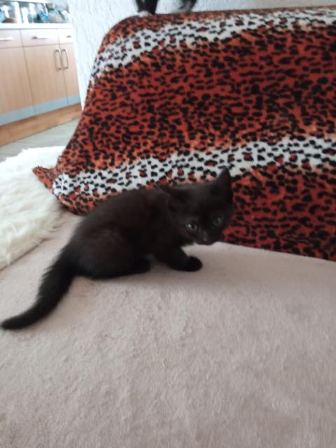 Maine Coon BKH Mix Kitten  - Katzen - Hattingen