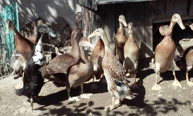 Indische Laufenten - Sonstige Nutztiere - Oppenweiler