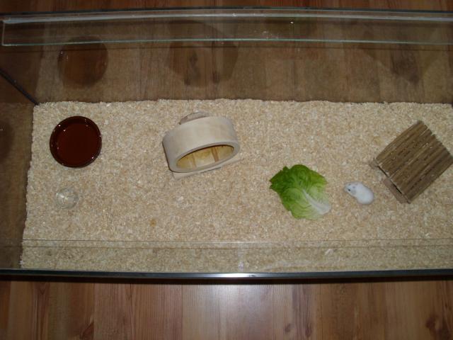 Weißer Zwerghamster mit Terrarium 100x40x40 und Laufrad und Abdeckung, Hamster  - Hamster - Moringen