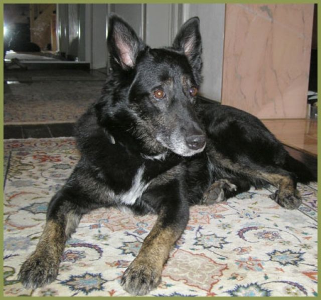 Sheshe, Groenendael-Tervueren-Mix, 7,5 Jahre, w - Hunde - Nürnberg