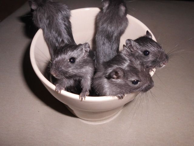 Rennmäuse suchen ein neues zu Hause - Maeuse - Dortmund