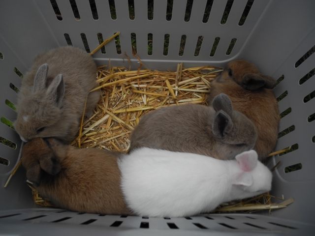 Kleine Kaninchen suchen dringend Zuhause   - Hasen Kaninchen - Coburg
