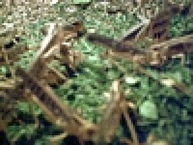 Wanderheuschrecken - Insekten - Seehausen