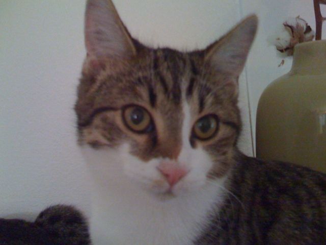 Kater in München vermisst - Entlaufen Zugelaufen - München