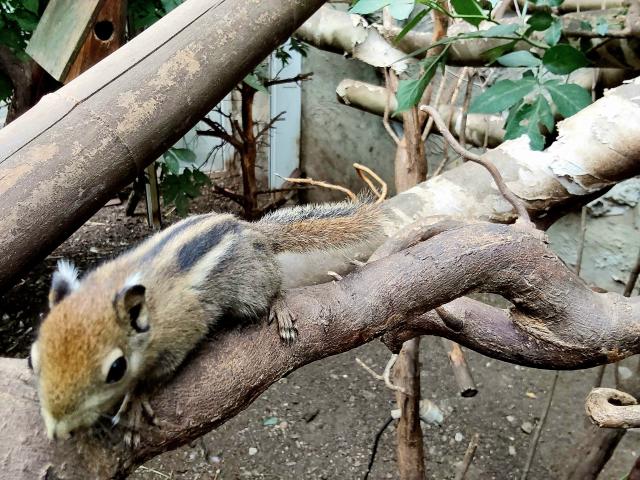 Chinesische Baumstreifenhörnchen  - Nagetiere Allgemein - Gröningen