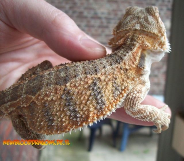 Schöne Farbbartagame abzugeben     - Reptilien -  Mönchengladbach