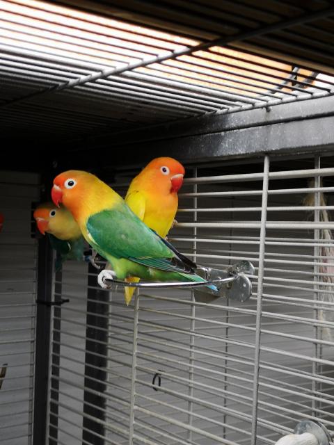 Pfirsichköpfchen - Voegel - kobershain