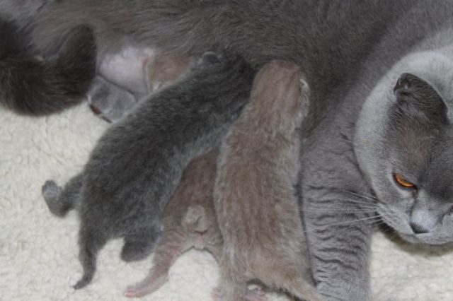 BKH/Kartäuser Kitten in blau und lilac nähe Koblenz - Katzen - Hilgert