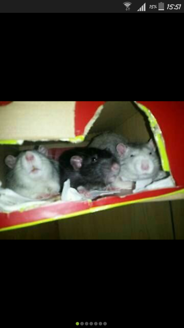 3 zahme Ratten zu verschenken - Ratten - Rosenheim