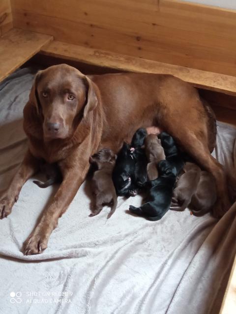 Labrador Welpen  - Hunde - Bayern - Wackersdorf