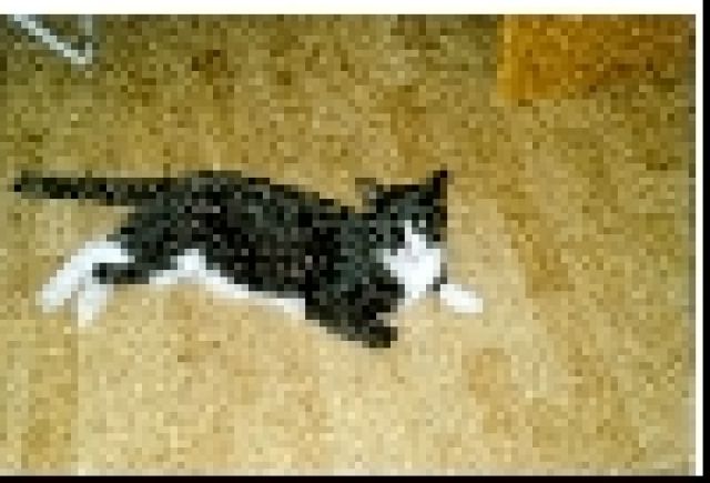 Kater entlaufen - Entlaufen Zugelaufen - Krefeld