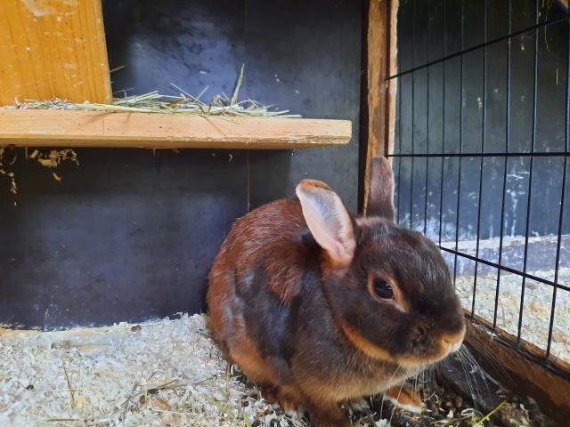 Kleine süsse Farbzwergdame sucht neues Zuhause - Hasen Kaninchen - Wickede