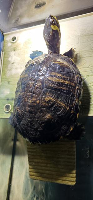 Gelbbauch-Schmuckschildkröte in gute Hände abzugeben. - Reptilien - Neustrelitz