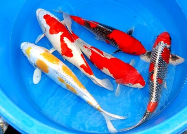 Saisonbeginn bei Fördefisch / Koi Karpfen-Teichfische-Biotopfische günstig - Fische - Handewitt