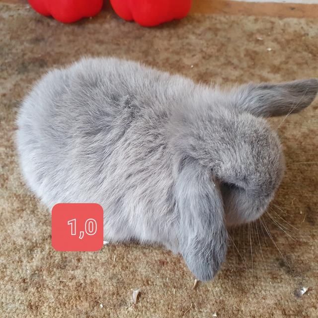 Zwergwidder Jungtiere  - Hasen Kaninchen - Niestetal 