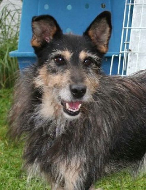 Mattes, 9 Jahre - Hunde - Lauf