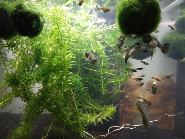 Guppys abzugeben * Männchen und Weibchen * Guppy Jungtiere - Fische - Fürth