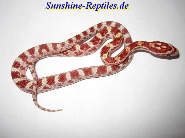 Kornnatter Creamsicle Striped / Butter Motley / Butter Striped / Ultramel / Butt - Reptilien - Sinzheim