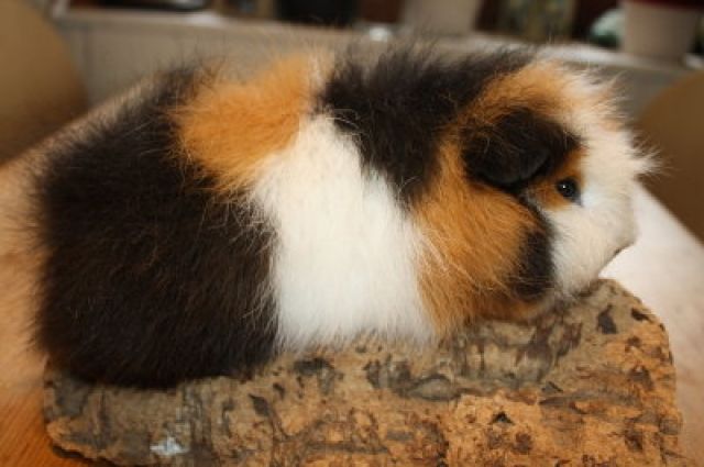 Schweizer Teddy Ch Teddy Meerschweinchen abzugeben - Meerschweinchen - Kiel