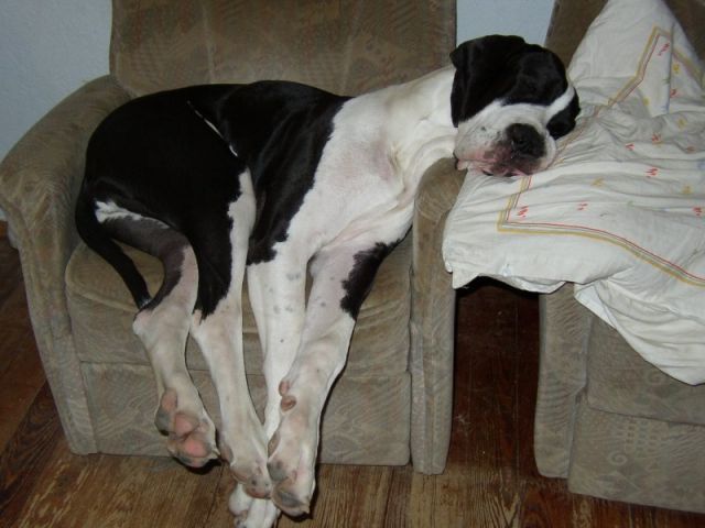 Dt.Dogge sucht neues Zuhause - Hunde - Zuzenhausen